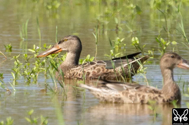 ハシビロガモのオス幼鳥。