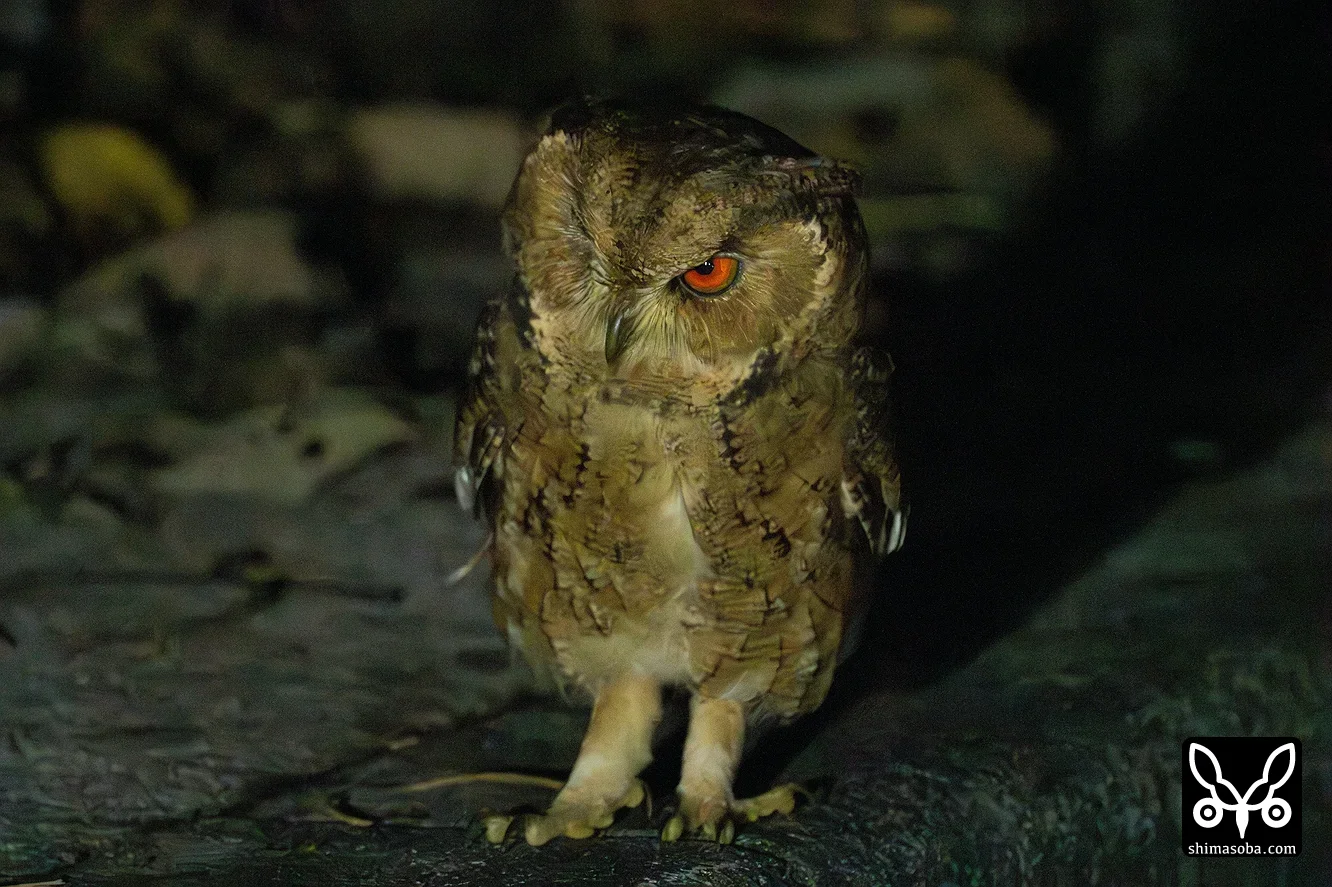 リュウキュウオオコノハズク