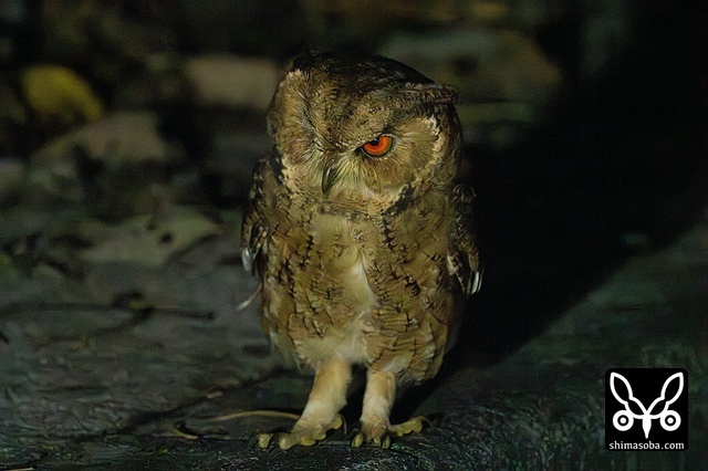 リュウキュウオオコノハズク