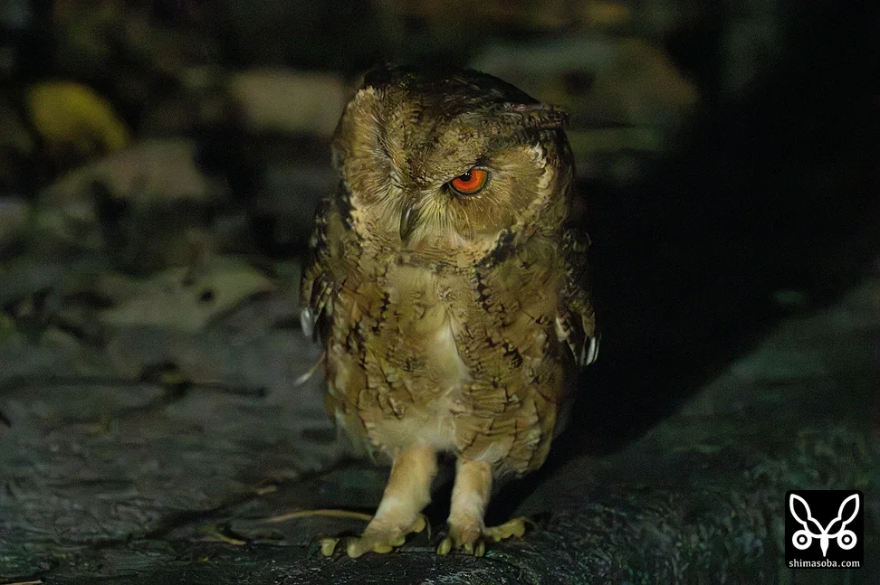 リュウキュウオオコノハズク
