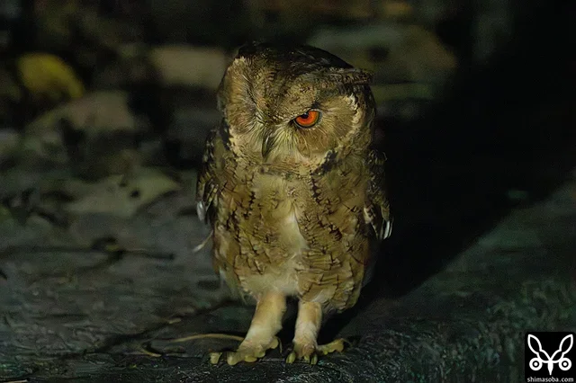 地上に降りていたリュウキュウオオコノハズク。リュウキュウオオコノハズクの鳴き声はリュウキュウコノハズクやアオバズクよりも多彩で、こちらは「ミュー、ミュー、ミュー」と鳴いていました。 `2022年1月に記録した鳴き声 <https://shimasoba.com/blog/2018/>`_ を同じです。