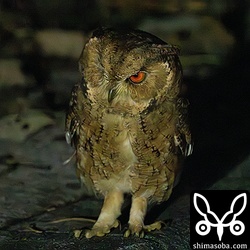 地上に降りていたリュウキュウオオコノハズク。リュウキュウオオコノハズクの鳴き声はリュウキュウコノハズクやアオバズクよりも多彩で、こちらは「ミュー、ミュー、ミュー」と鳴いていました。 `2022年1月に記録した鳴き声 <https://shimasoba.com/blog/2018/>`_ を同じです。