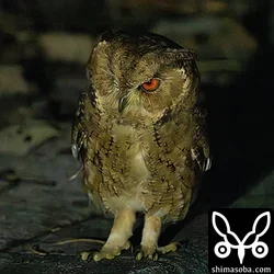 地上に降りていたリュウキュウオオコノハズク。リュウキュウオオコノハズクの鳴き声はリュウキュウコノハズクやアオバズクよりも多彩で、こちらは「ミュー、ミュー、ミュー」と鳴いていました。 `2022年1月に記録した鳴き声 <https://shimasoba.com/blog/2018/>`_ を同じです。
