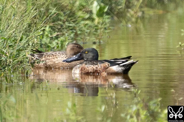 ハシビロガモのオス成鳥。エクリプスから生殖羽へ換羽中。