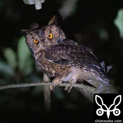 リュウキュウオオコノハズク
