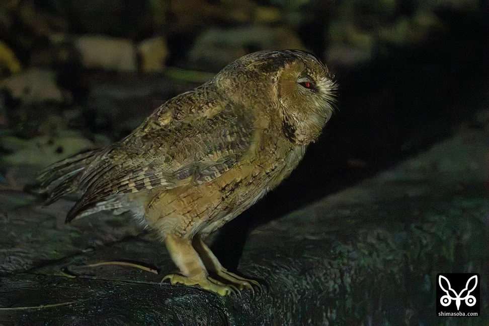 リュウキュウオオコノハズク