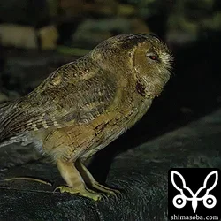 リュウキュウオオコノハズク
