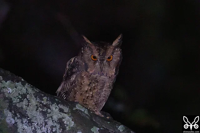 リュウキュウオオコノハズクが繁殖もしているいつもの場所にいくとやはりいました。一般にも有名な「ウオッ、ウオッ、ウオッ、ウォー」という尻下がりの鳴き声も聞くことができました。