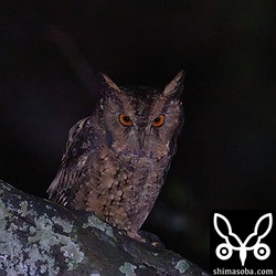 リュウキュウオオコノハズクが繁殖もしているいつもの場所にいくとやはりいました。一般にも有名な「ウオッ、ウオッ、ウオッ、ウォー」という尻下がりの鳴き声も聞くことができました。