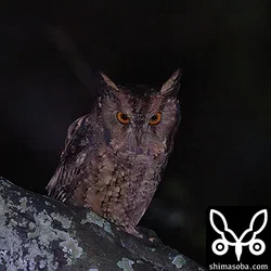 リュウキュウオオコノハズク