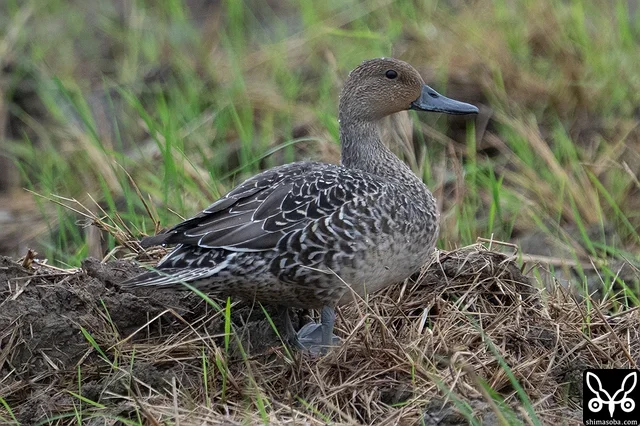 1羽だけ確認のオナガガモのメス成鳥非生殖羽。