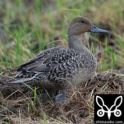 1羽だけ確認のオナガガモのメス成鳥非生殖羽。