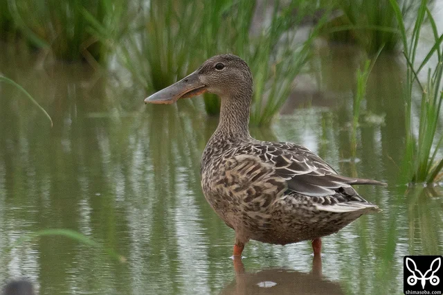 ハシビロガモのメス幼鳥。