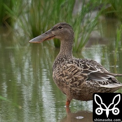 ハシビロガモのメス幼鳥。