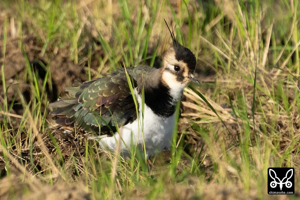 タゲリ