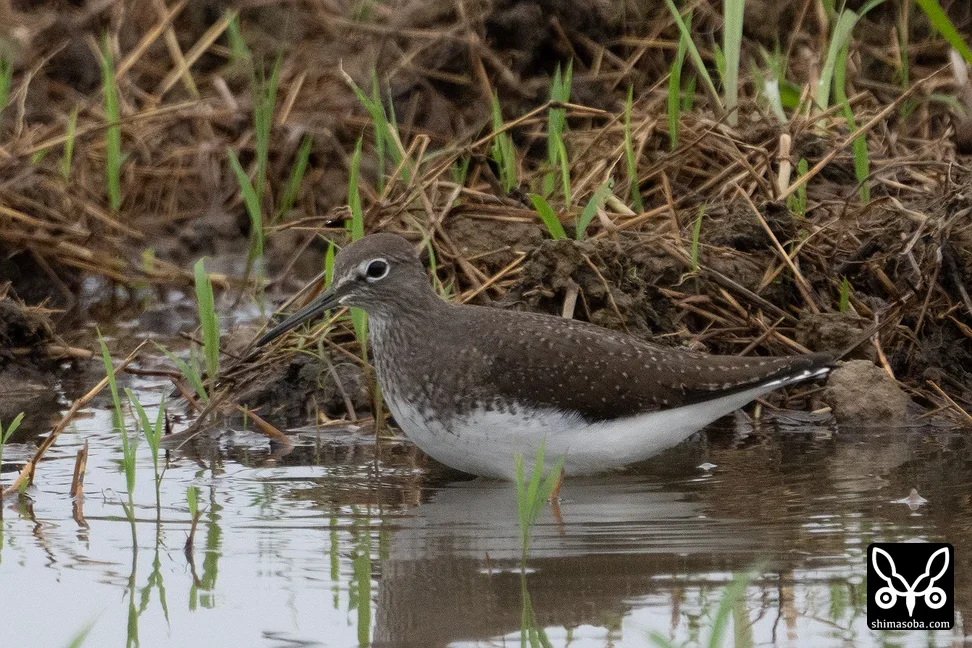 クサシギ