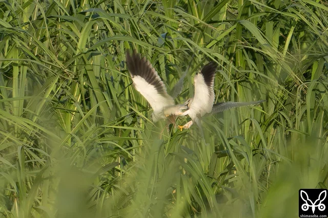 遠くで幼鳥(右)に獲物を奪われる姿を確認できました。
