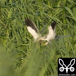 遠くで幼鳥(右)に獲物を奪われる姿を確認できました。