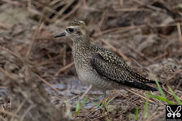ムナグロ幼鳥は単独。