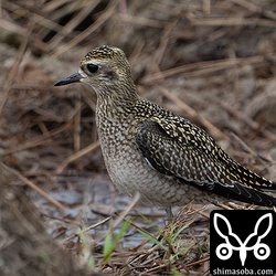 ムナグロ幼鳥は単独。