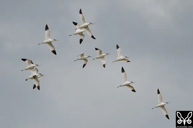頭上を旋回するソリハシセイタカシギの群れ。成鳥9羽、幼鳥2羽の構成です。