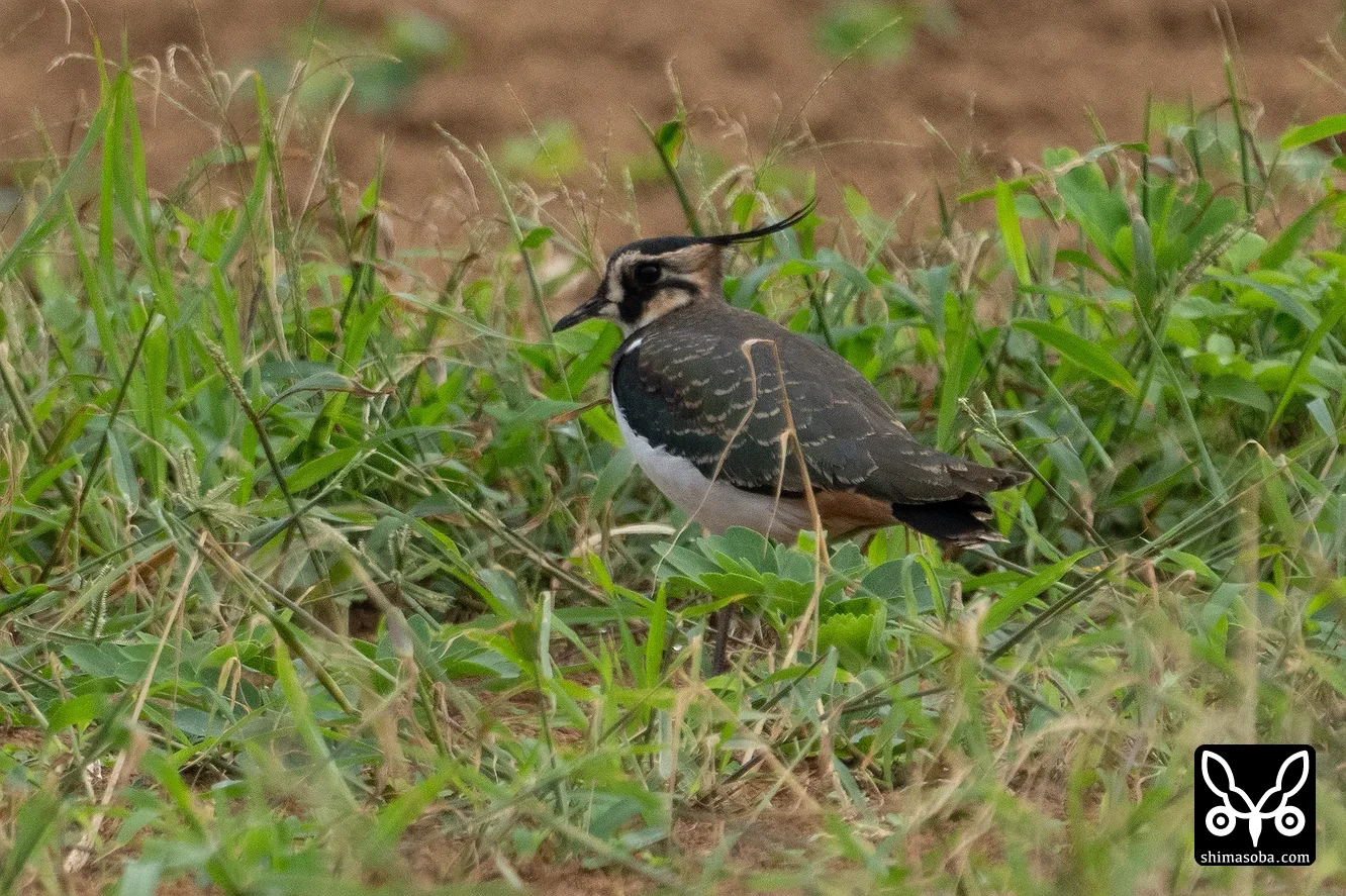 タゲリ
