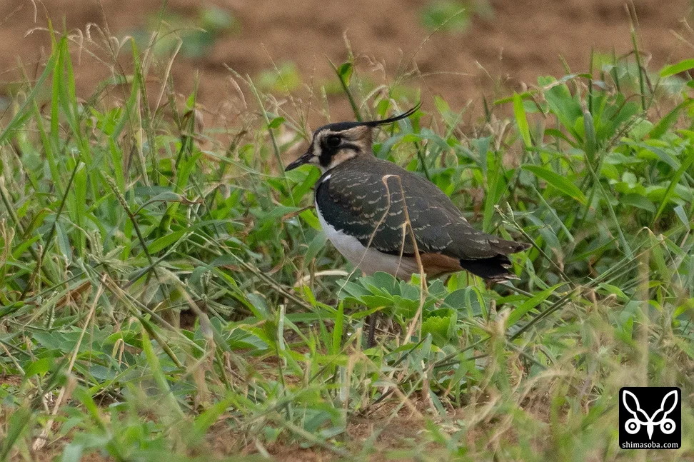 タゲリ