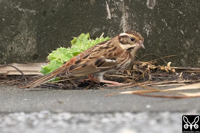 道路上で採餌するカシラダカ。渡ってきたばかりのようで、車やバイクが通っても逃げることなく必死に何かの種を食っていました。