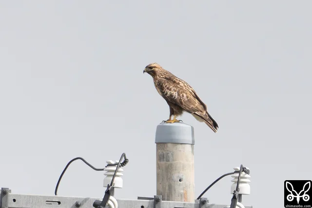 カラノスリ成鳥。ノスリも複数羽。このほかに猛禽はサシバ、チョウゲンボウ、ミサゴ、ハヤブサを確認。