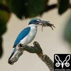 ナンヨウショウビン