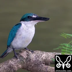 ナンヨウショウビン長逗留　オニアジサシ、ベニバト、アカガシラサギ