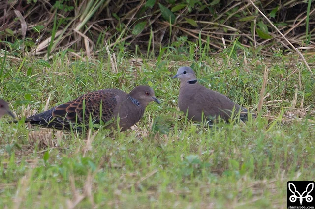 ベニバトの成鳥メス。キジバトより一回り小さいですね。