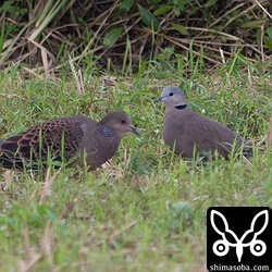 ベニバトの成鳥メス。キジバトより一回り小さいですね。