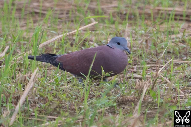 ベニバトの成鳥オス。