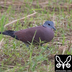 ベニバトの成鳥オス。