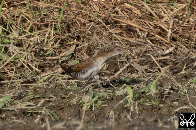 ヒメクイナはツメナガセキレイにいじめられて、驚くと草むらへと逃げ込みます。