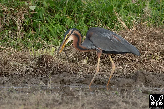 タウナギを呑むムラサキサギの成鳥。