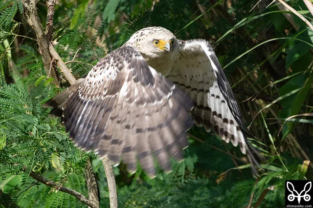 新規となるカンムリワシ幼鳥。稲刈り作業を利用して採餌していました。