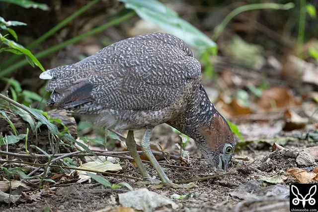 獲物を捕まえたズグロミゾゴイ。一気に引き抜くことができず、少しずつ引き上げていましたが、車が横を通ったので驚いて逃げてしまいました。