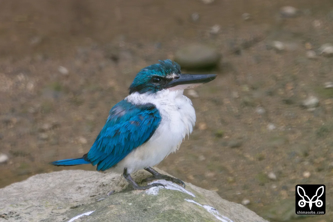 ナンヨウショウビン