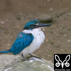ナンヨウショウビン