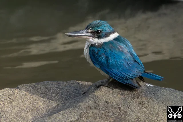 長逗留のナンヨウショウビン。太陽の日が当たるとギラっと光りコントラストが高まります。