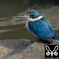 ナンヨウショウビン、アカガシラサギ、ズグロミゾゴイほか(動画あり)