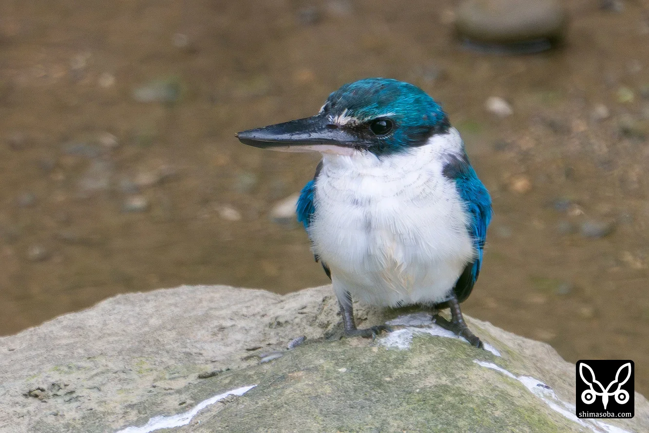 ナンヨウショウビン