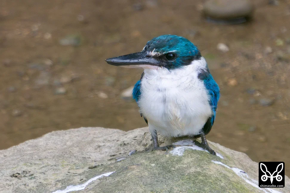 ナンヨウショウビン