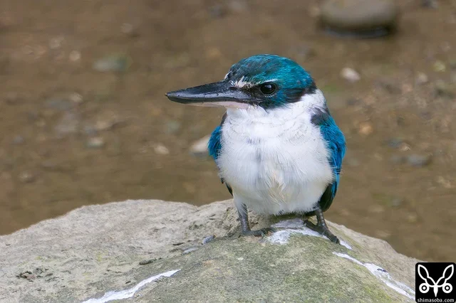 30分ほど休憩していたナンヨウショウビンは、お気に入りの岩から獲物を捕まえると木の中に隠れてしまいました。