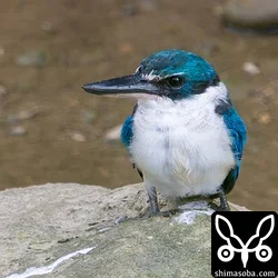 ナンヨウショウビン