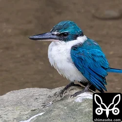 ナンヨウショウビン