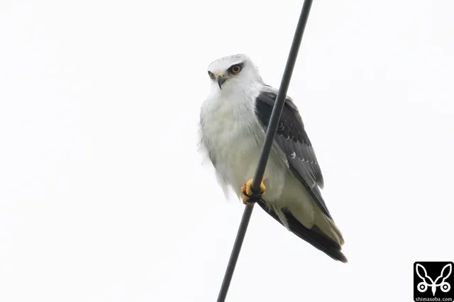 警戒心ゼロのカタグロトビ幼鳥。場所や時期的に以前、空中で `親鳥から給餌を受けていた個体 <https://shimasoba.com/blog/2437/>`_ かもしれません。