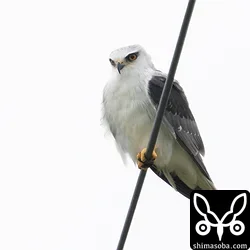 カタグロトビ、シベリアハヤブサ、カンムリワシ幼鳥ほか